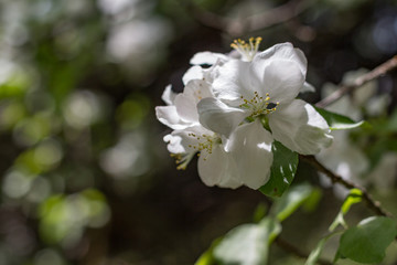 Cherry flower blossom. Flowering cherry tree in spring. Shallow dept of field.