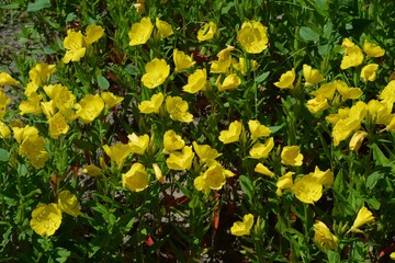 Yellow evening primrose flowers outdoors