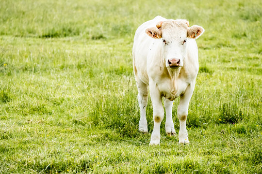 10 763 best vache laitiere images stock photos vectors adobe stock