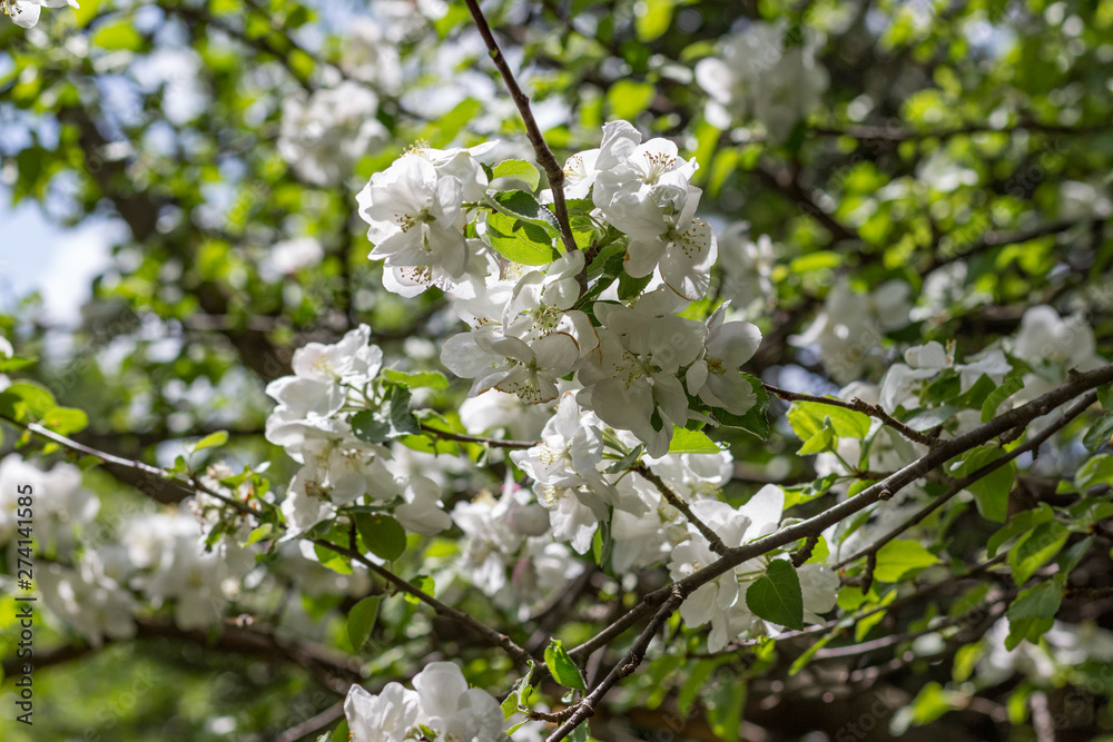 Wall mural Cherry flower blossom. Flowering cherry tree in spring. Shallow dept of field.