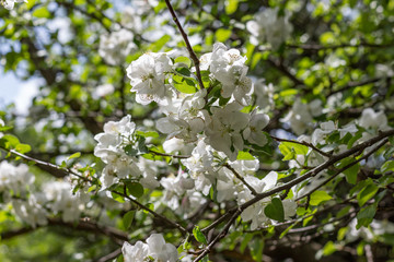 Cherry flower blossom. Flowering cherry tree in spring. Shallow dept of field.