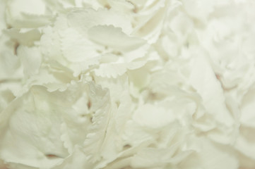 White flowers background.