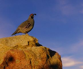 A Male Quail has found a great high spot on a large boulder to call for a mate