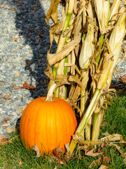 citrouille d'automne