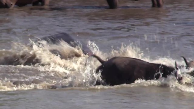 Close view of angry hippo roaring and chasing after a buffalo in shallow water. Rest of large buffalo herd visible by the shore in the background.