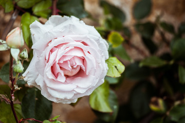 Rose ouverte dans un jardin