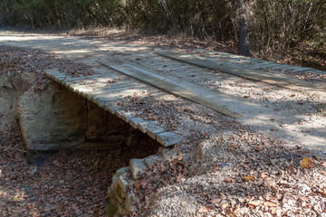Dirt road in the forest