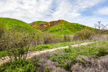 California Super Bloom