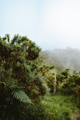 Obraz na płótnie Canvas Green fern on the top of a foggy mountain