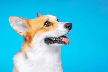 portrait of amazing healthy and happy smart pembroke welsh corgi in the photo studio on the blue...