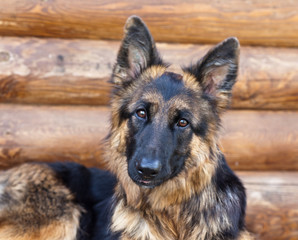 German Shepherd portrait against the wall of the log house