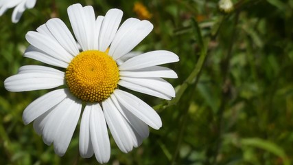 Fototapeta premium Beautiful large summer daisy, Shasta daisy in bloom