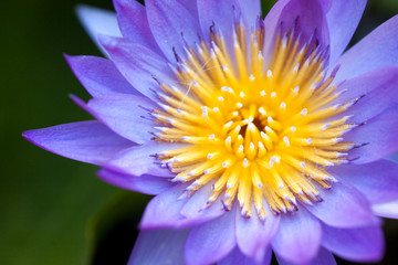 Close up yellow pollen of waterlily in the morning.