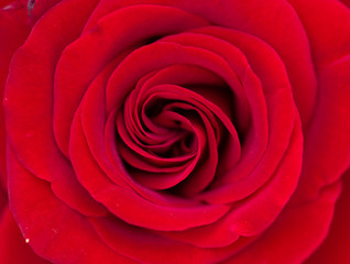 Pink rose flower, close-up, macro, background low key