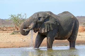 Afrikanischer Elefant, Loxodonta africana,