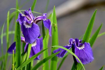 Wild Alaska Iris