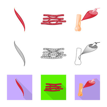 Vector design of fiber and muscular sign. Collection of fiber and body vector icon for stock.