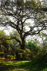 Live Oak 1