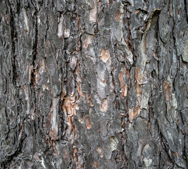bark of a pine tree