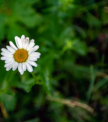 daisy in the grass