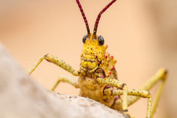 Kegelkopfschrecke, Phymateus morbillosus