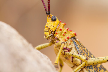 Kegelkopfschrecke, Phymateus morbillosus