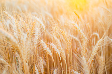 Wheat field. Ears of golden wheat close up. Beautiful Nature Sunset Landscape.
