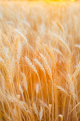 backdrop of ripening ears of yellow wheat field on the sunset cloudy orange sky background