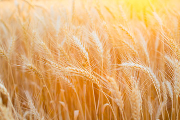 Close up of ripe wheat ears. Beautiful backdrop of ripening ears of golden field.