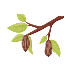 Vector illustration of tree and chocolate symbol. Set of tree and plantation stock vector illustration.