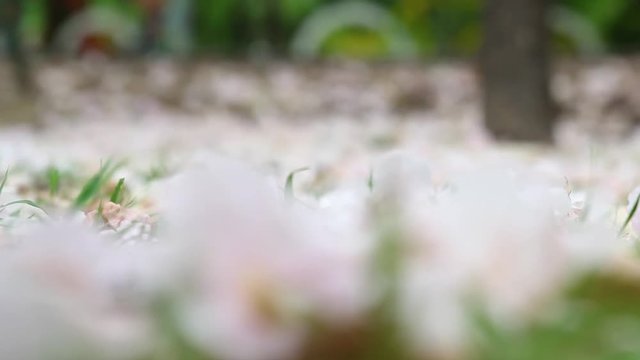 A lot of Pink Trumpet Flower on the ground. RACK FOCUS
