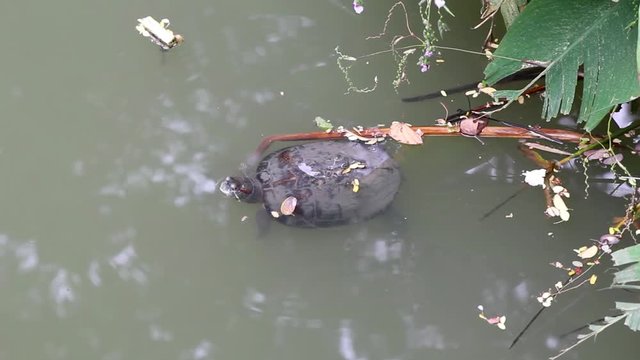 Small snapping turtle diving from the surface to underwater.