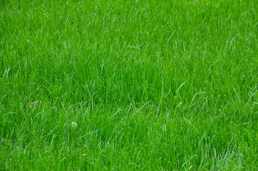 Green lawn grass texture background