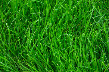 Green lawn grass texture background