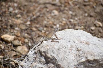 Lizard on rock