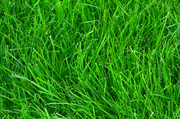 Green lawn grass texture background