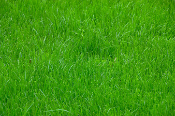 Green lawn grass texture background