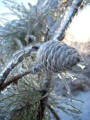 Pine cone in ice