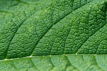 A close up photo of the veins and patterns in a green leaf