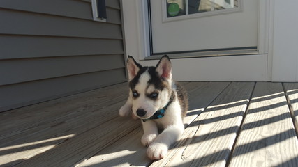 Husky Puppy with Blue Eyes Playing Outside 