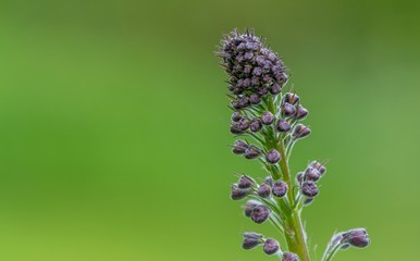 A close up photo of a purple flower in bud