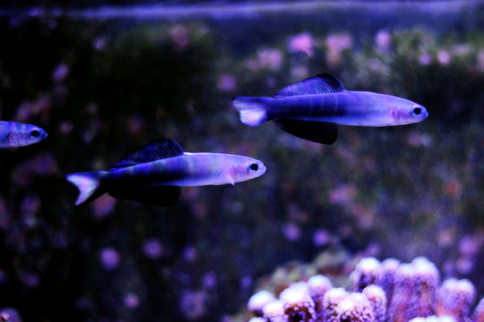 Scissortail Dartfish - (Ptereleotris evides) 