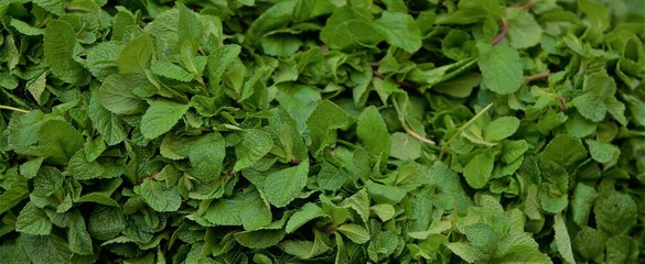 background of green leaves