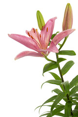 Flower of pink lily, isolated on white background