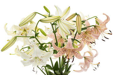 Fototapeta premium Bouquet of lily flower, isolated on white background