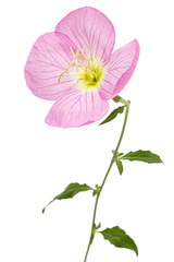 Flower of pink Evening Primrose, lat. Oenothera, isolated on white background