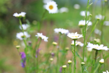 white daisies in the summer garden