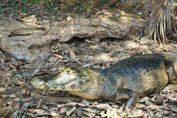 Crocodile