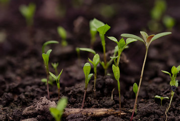 Young green pea sprout germinates from the ground