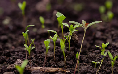 Young green pea sprout germinates from the ground